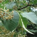 Tilia henryana fleur